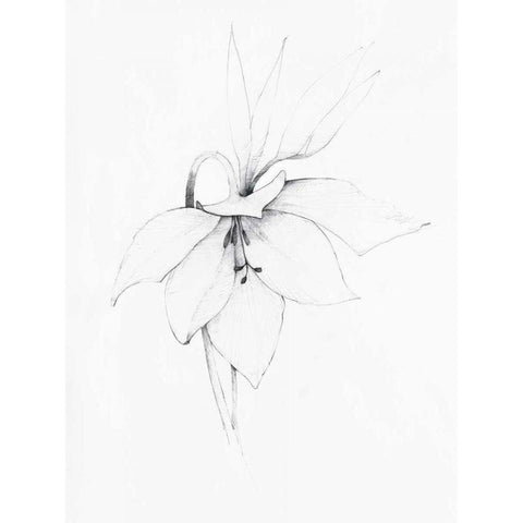 Graphite Floral III White Modern Wood Framed Art Print by Tillmon, Avery