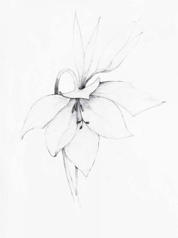 Graphite Floral III White Modern Wood Framed Art Print with Double Matting by Tillmon, Avery