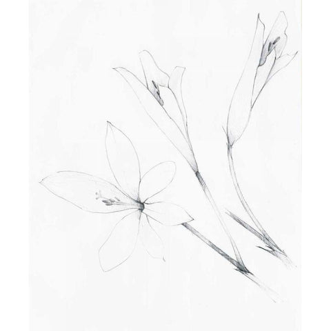 Graphite Floral IV White Modern Wood Framed Art Print by Tillmon, Avery