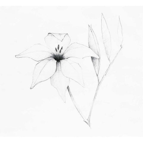 Graphite Floral V White Modern Wood Framed Art Print by Tillmon, Avery