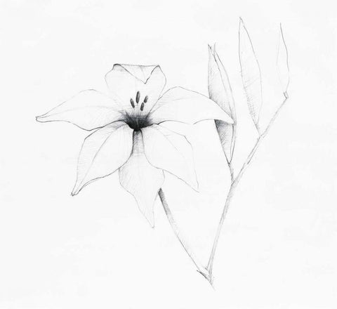 Graphite Floral V White Modern Wood Framed Art Print with Double Matting by Tillmon, Avery