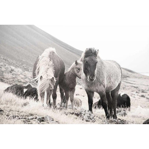 Horses of Hofn I BW Gold Ornate Wood Framed Art Print with Double Matting by Marshall, Laura