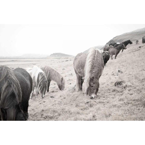 Horses of Hofn II BW Gold Ornate Wood Framed Art Print with Double Matting by Marshall, Laura