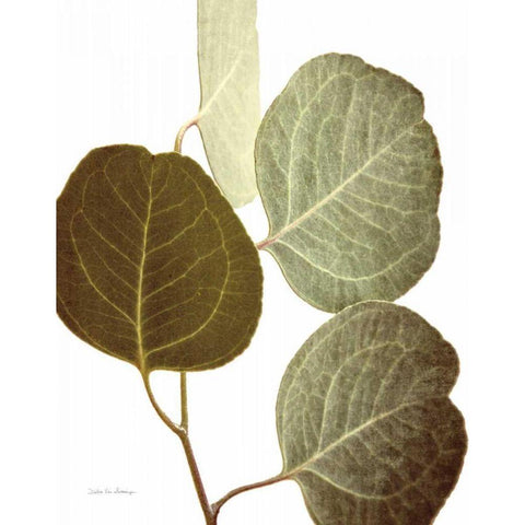 Eucalyptus Color on White Black Modern Wood Framed Art Print with Double Matting by Van Swearingen, Debra