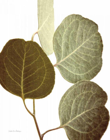 Eucalyptus Color on White White Modern Wood Framed Art Print with Double Matting by Van Swearingen, Debra