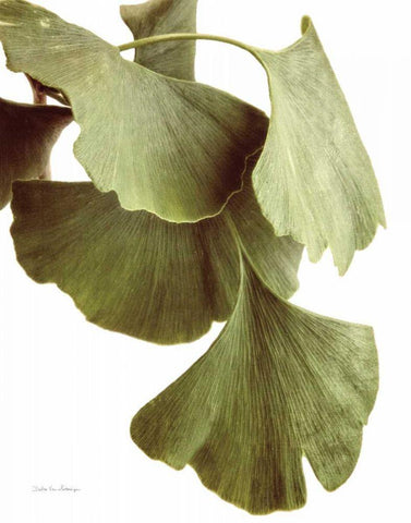 Ginko Color on White White Modern Wood Framed Art Print with Double Matting by Van Swearingen, Debra