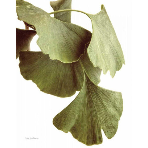 Ginko Color on White Gold Ornate Wood Framed Art Print with Double Matting by Van Swearingen, Debra