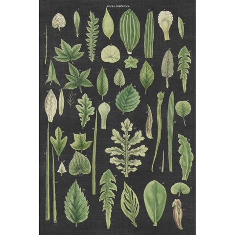 Assortment of Leaves II Charcoal Crop Gold Ornate Wood Framed Art Print with Double Matting by Wild Apple Portfolio