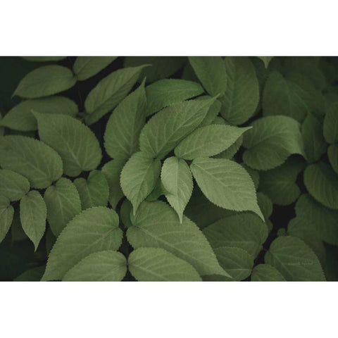 Leafy I Black Modern Wood Framed Art Print with Double Matting by Urquhart, Elizabeth