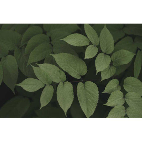 Leafy II Black Modern Wood Framed Art Print with Double Matting by Urquhart, Elizabeth