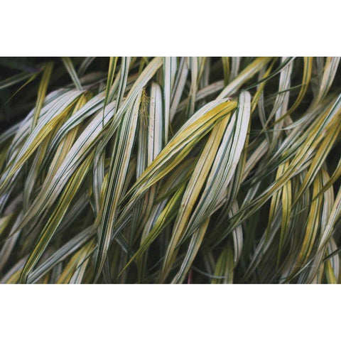 Leafy III Gold Ornate Wood Framed Art Print with Double Matting by Urquhart, Elizabeth