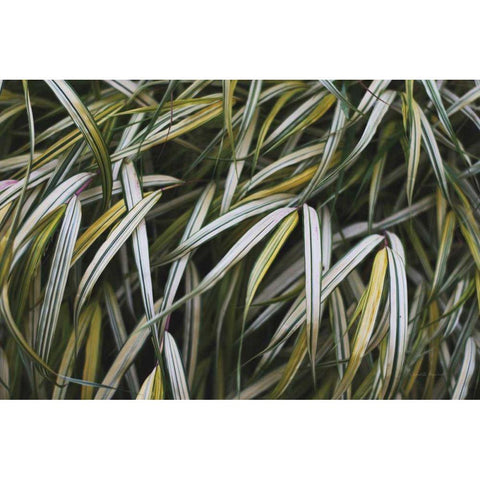 Leafy IV Gold Ornate Wood Framed Art Print with Double Matting by Urquhart, Elizabeth
