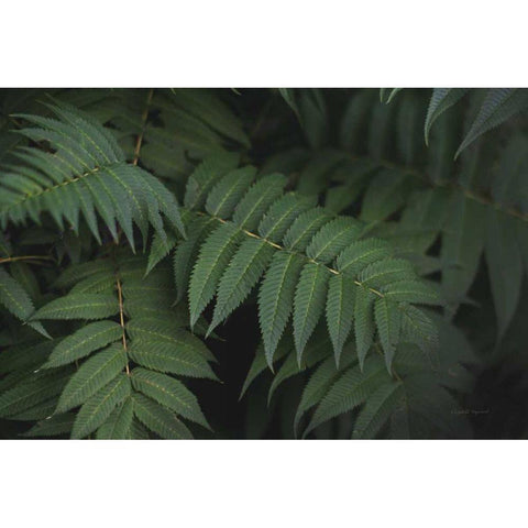 Leafy V Black Modern Wood Framed Art Print with Double Matting by Urquhart, Elizabeth