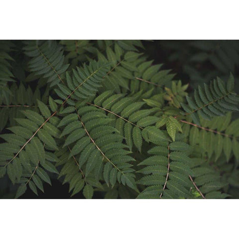 Leafy VI Black Modern Wood Framed Art Print by Urquhart, Elizabeth