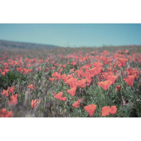 California Blooms I White Modern Wood Framed Art Print by Urquhart, Elizabeth