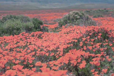 California Blooms II White Modern Wood Framed Art Print with Double Matting by Urquhart, Elizabeth