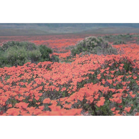 California Blooms II Black Modern Wood Framed Art Print by Urquhart, Elizabeth