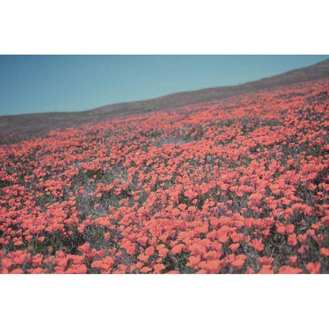 California Blooms III White Modern Wood Framed Art Print by Urquhart, Elizabeth