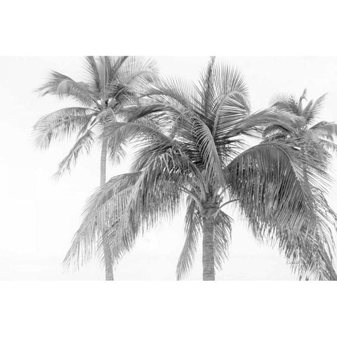 Breezy IV Black Modern Wood Framed Art Print by Urquhart, Elizabeth