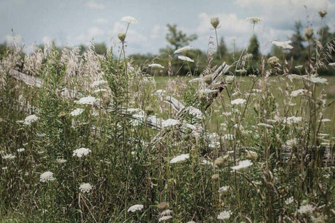 Sun Drenched III White Modern Wood Framed Art Print with Double Matting by Urquhart, Elizabeth