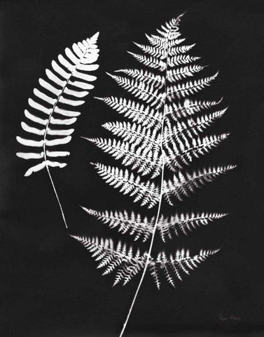 Nature by the Lake Ferns V Black Crop Black Ornate Wood Framed Art Print with Double Matting by Rhue, Piper