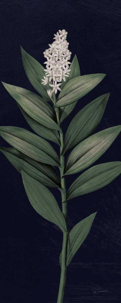Image Only