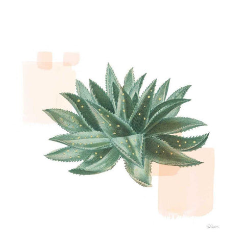 Desert Color Succulent II White Modern Wood Framed Art Print with Double Matting by Schlabach, Sue