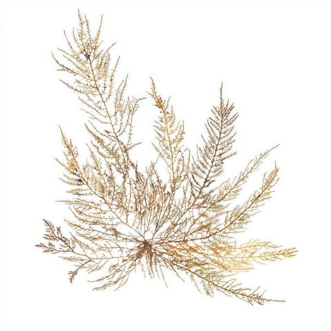 Pacific Sea Mosses XII White Sq White Modern Wood Framed Art Print with Double Matting by Wild Apple Portfolio