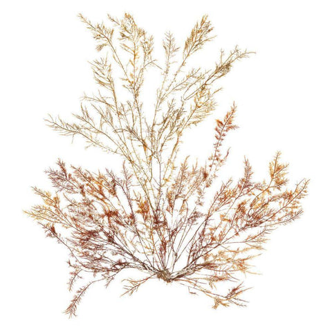 Pacific Sea Mosses XV White Sq White Modern Wood Framed Art Print with Double Matting by Wild Apple Portfolio