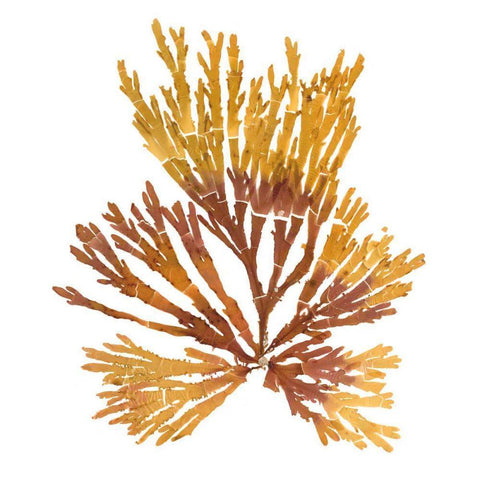 Pacific Sea Mosses XIX White Sq Gold Ornate Wood Framed Art Print with Double Matting by Wild Apple Portfolio