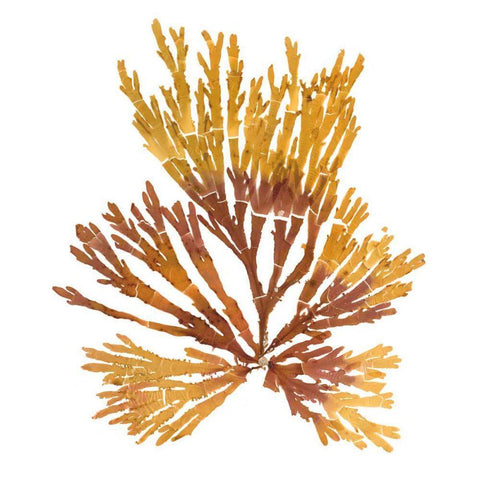 Pacific Sea Mosses XIX White Sq White Modern Wood Framed Art Print with Double Matting by Wild Apple Portfolio