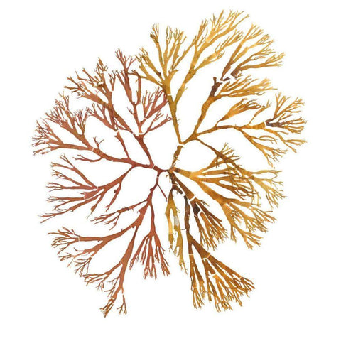 Pacific Sea Mosses XX White Sq Black Modern Wood Framed Art Print by Wild Apple Portfolio