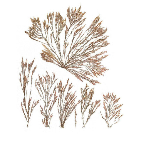 Pacific Sea Mosses XXI White Sq Black Modern Wood Framed Art Print by Wild Apple Portfolio