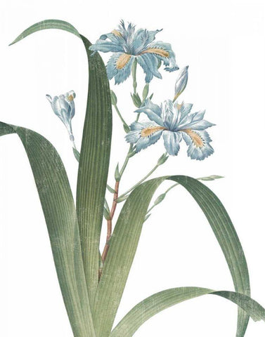 Summer Botanicals III on White Black Ornate Wood Framed Art Print with Double Matting by Wild Apple Portfolio