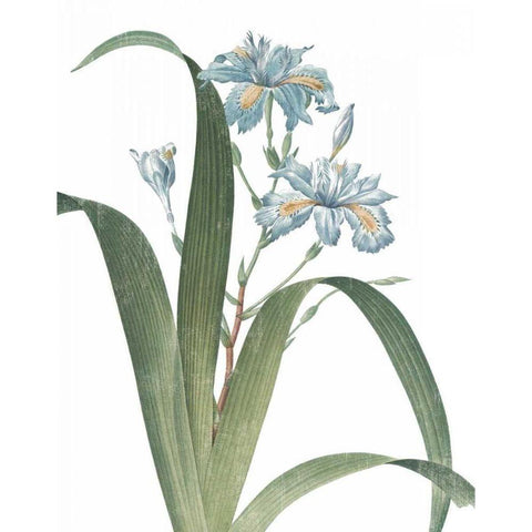 Summer Botanicals III on White White Modern Wood Framed Art Print by Wild Apple Portfolio