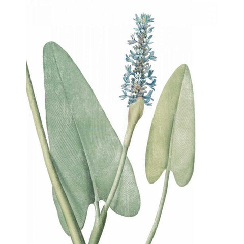 Summer Botanicals IV on White White Modern Wood Framed Art Print by Wild Apple Portfolio