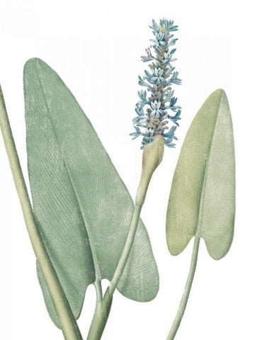 Summer Botanicals IV on White Black Ornate Wood Framed Art Print with Double Matting by Wild Apple Portfolio