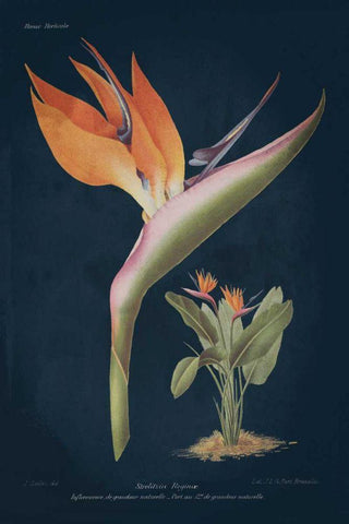 Stelitzia Reginoe Dark Blue Black Ornate Wood Framed Art Print with Double Matting by Wild Apple Portfolio