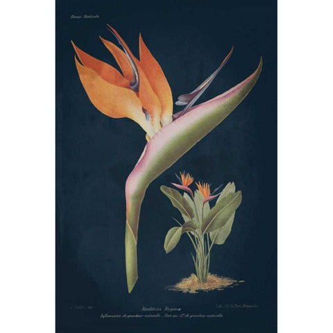 Stelitzia Reginoe Dark Blue Gold Ornate Wood Framed Art Print with Double Matting by Wild Apple Portfolio