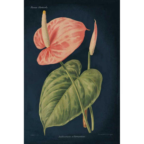 Anthurium Ferrierense Dark Blue Black Modern Wood Framed Art Print with Double Matting by Wild Apple Portfolio