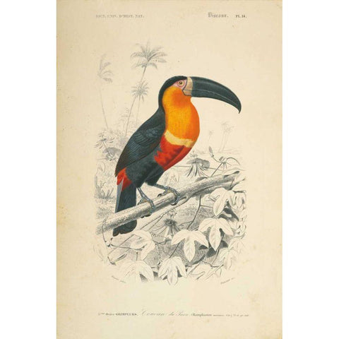 Toucan du Para Black Modern Wood Framed Art Print by Wild Apple Portfolio