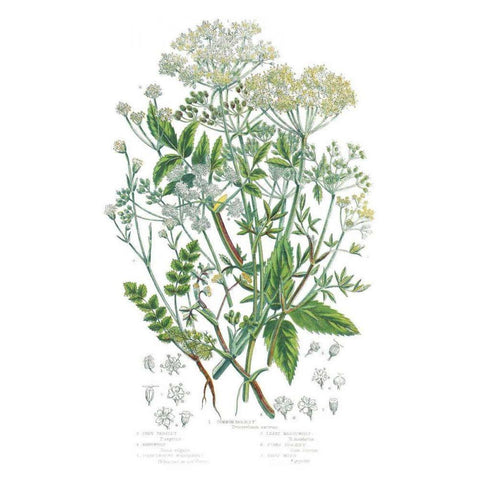 Flowering Plants I Black Modern Wood Framed Art Print with Double Matting by Wild Apple Portfolio