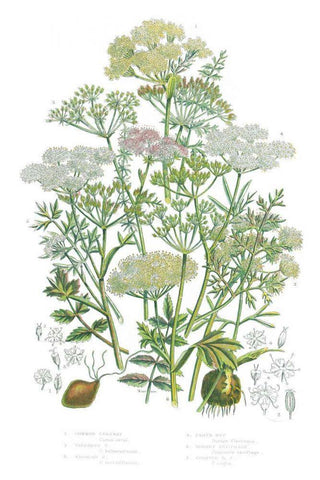 Flowering Plants II White Modern Wood Framed Art Print with Double Matting by Wild Apple Portfolio