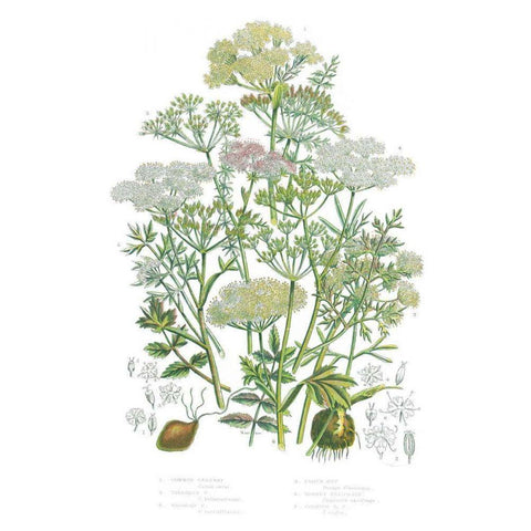 Flowering Plants II Gold Ornate Wood Framed Art Print with Double Matting by Wild Apple Portfolio