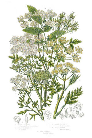 Flowering Plants III White Modern Wood Framed Art Print with Double Matting by Wild Apple Portfolio