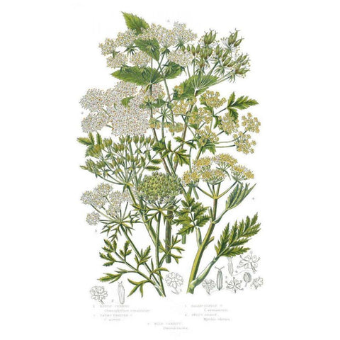 Flowering Plants III Black Modern Wood Framed Art Print by Wild Apple Portfolio