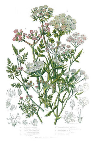 Flowering Plants IV Black Ornate Wood Framed Art Print with Double Matting by Wild Apple Portfolio