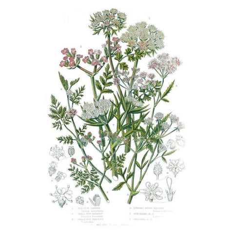 Flowering Plants IV Gold Ornate Wood Framed Art Print with Double Matting by Wild Apple Portfolio