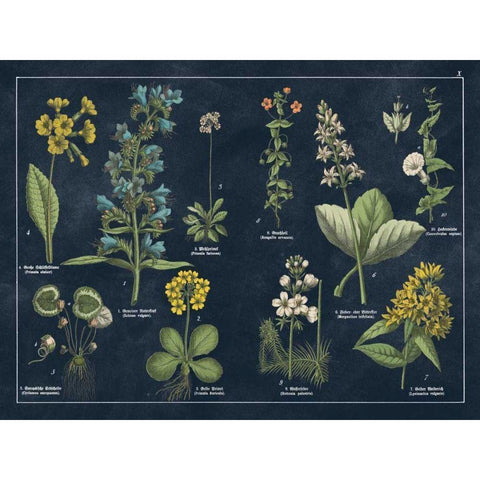 Botanical Floral Chart I Dark Blue Black Modern Wood Framed Art Print with Double Matting by Wild Apple Portfolio