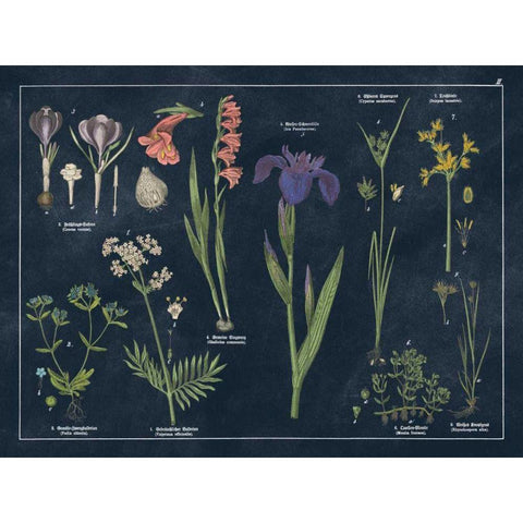 Botanical Floral Chart II Dark Blue Black Modern Wood Framed Art Print with Double Matting by Wild Apple Portfolio